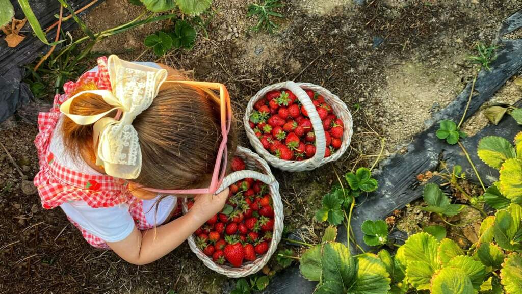 Eat with the Seasons | Recipes for Strawberry Season in WNY