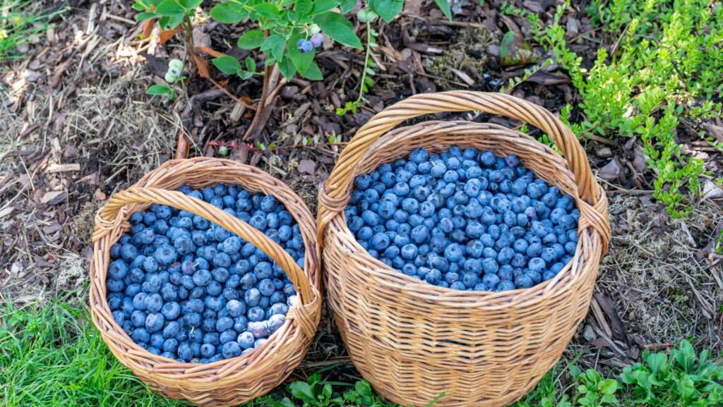 Recipes for Blueberry Season in New York